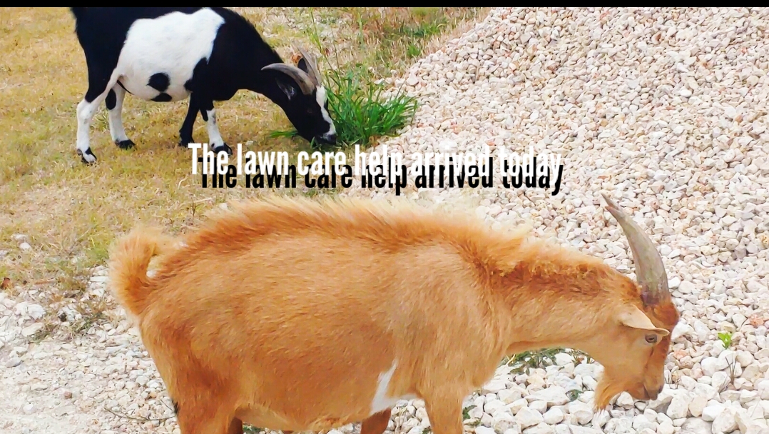 2020 July 25 What Got Your Goat?